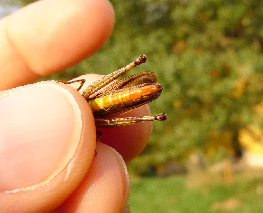 Che cavallette sono?  Omocestus (Omocestus) rufipes