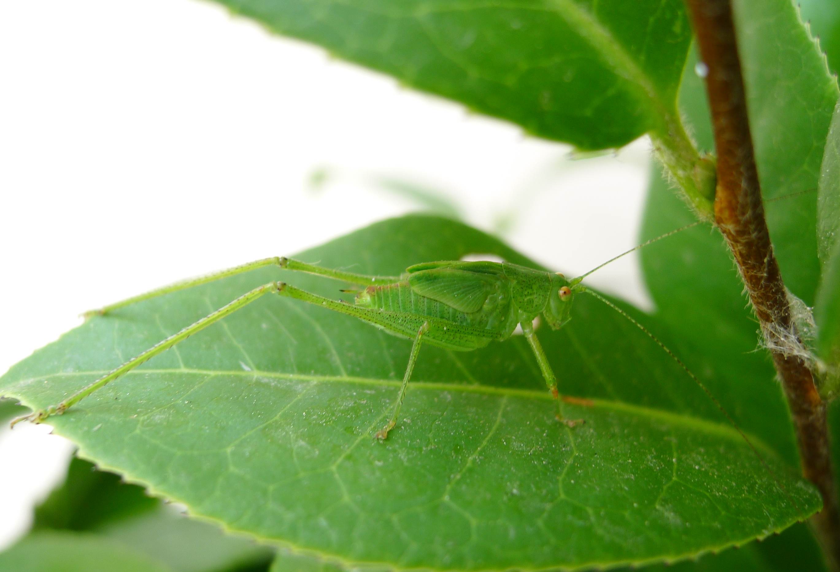 Phaneroptera nana,  maschio sub-adulto