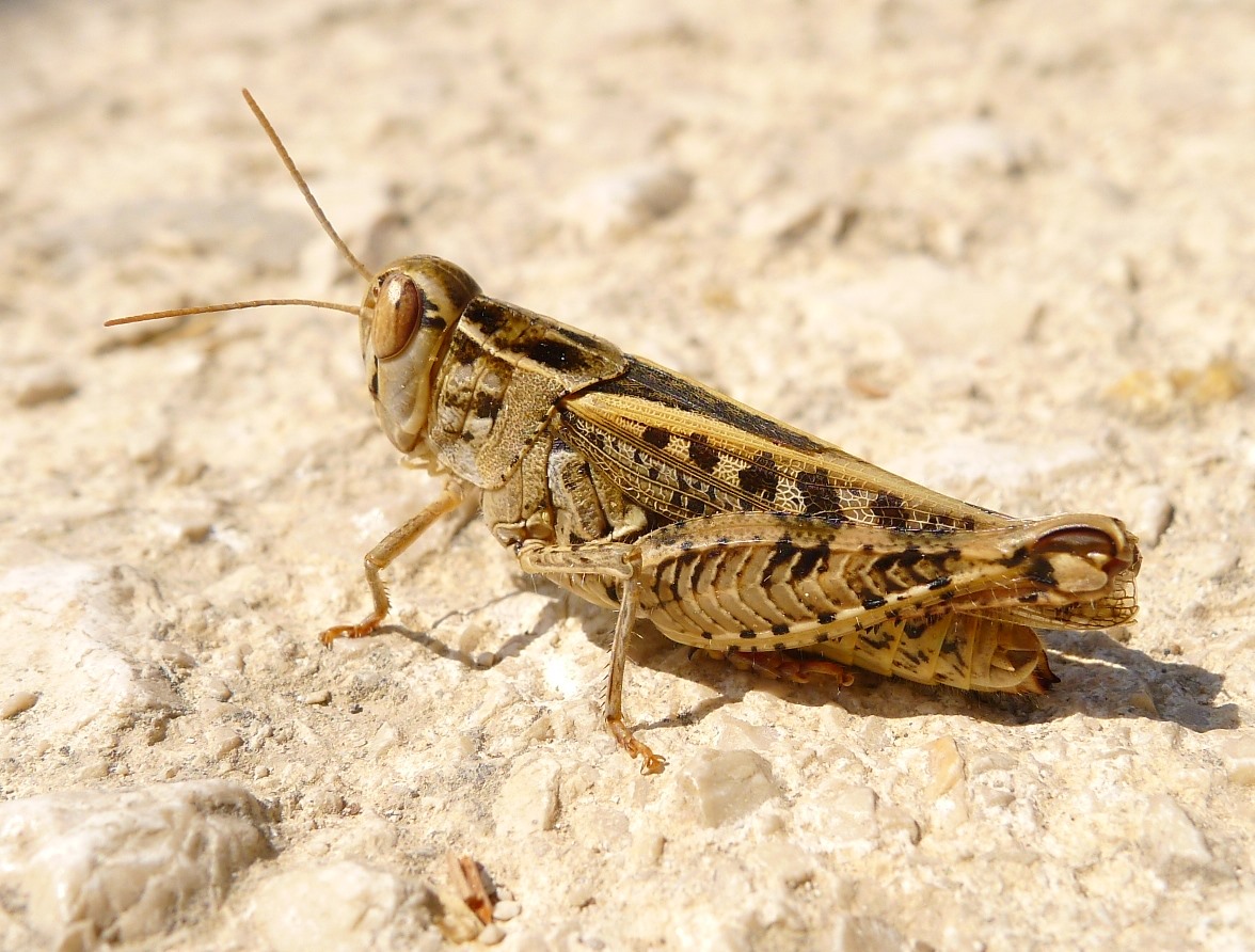 Calliptamus cfr. barbarus barbarus, femmina