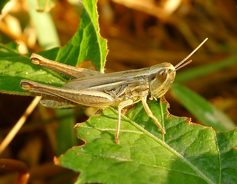 Cavallettina striata