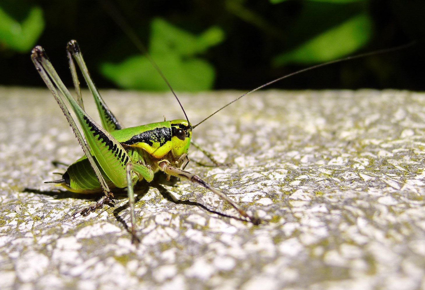 Tettigoniidae:  Eupholidoptera cfr. charbrieri charbrieri, ♂♀