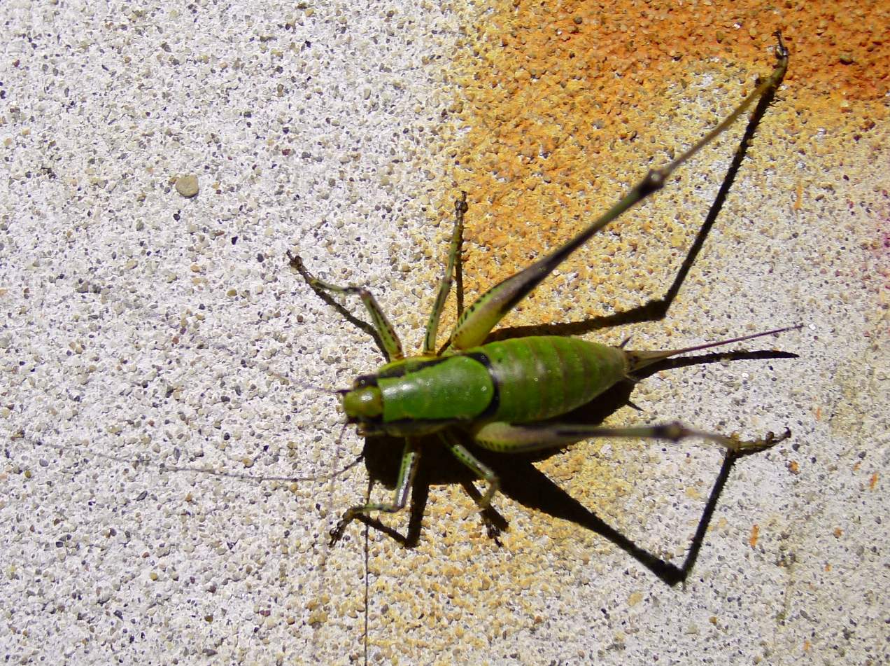 Tettigoniidae:  Eupholidoptera cfr. charbrieri charbrieri, ♂♀