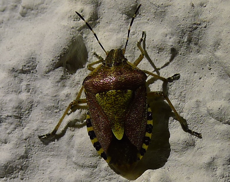 Pentatomidae: Dolycoris baccarum