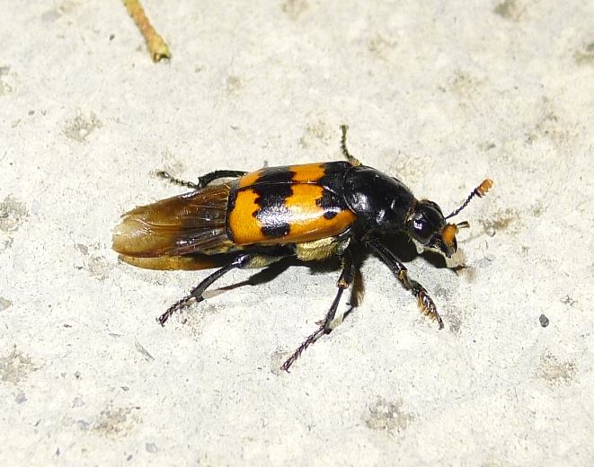 Silphidae: Nicrophorus vespillo