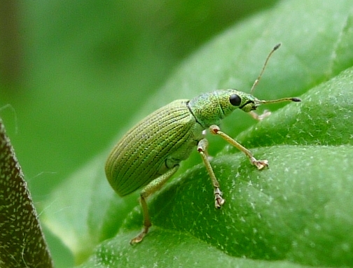 Polydrusus sp., piccolo gioiello