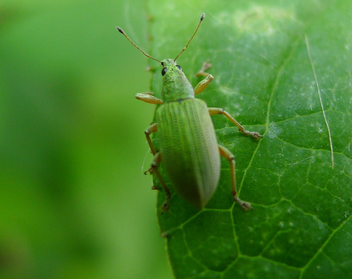 Polydrusus sp., piccolo gioiello