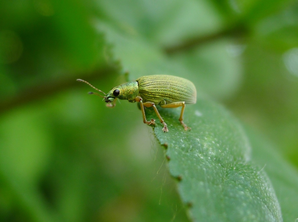 Polydrusus sp., piccolo gioiello