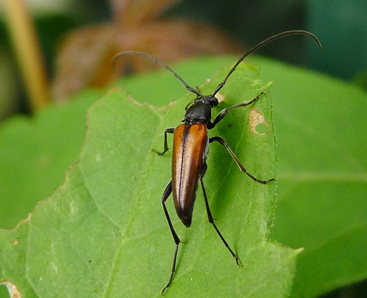Stenurella melanura, maschio, Cerambycidae
