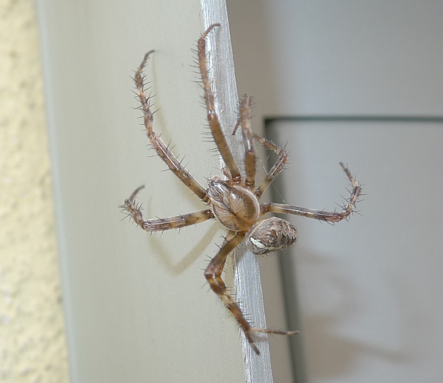 maschio di Araneus diadematus