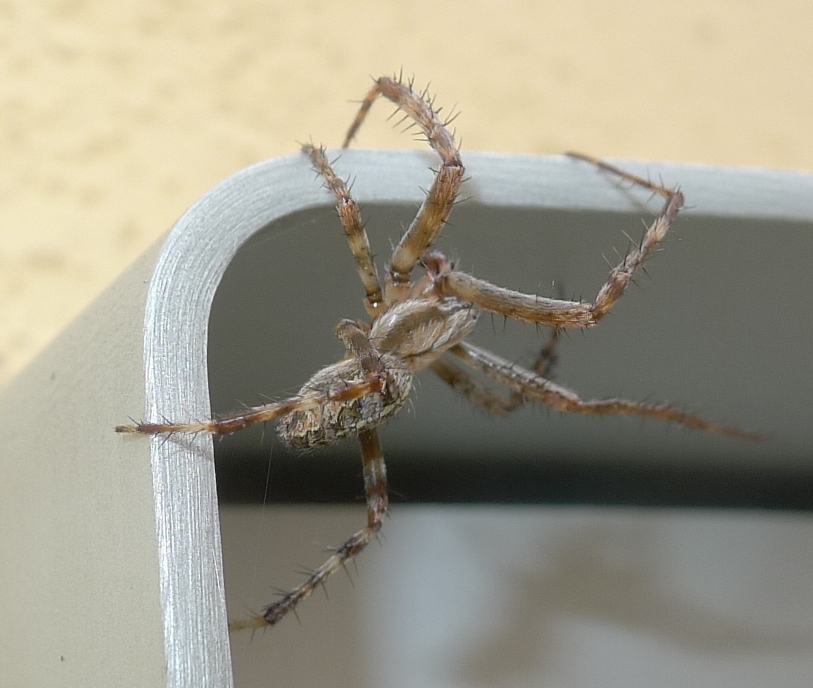 maschio di Araneus diadematus