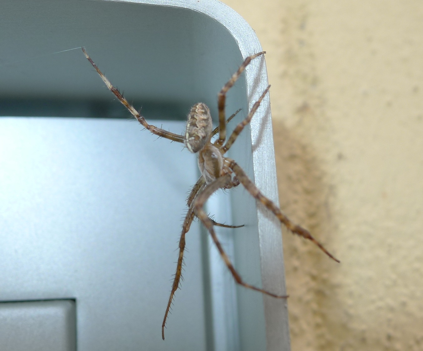 maschio di Araneus diadematus