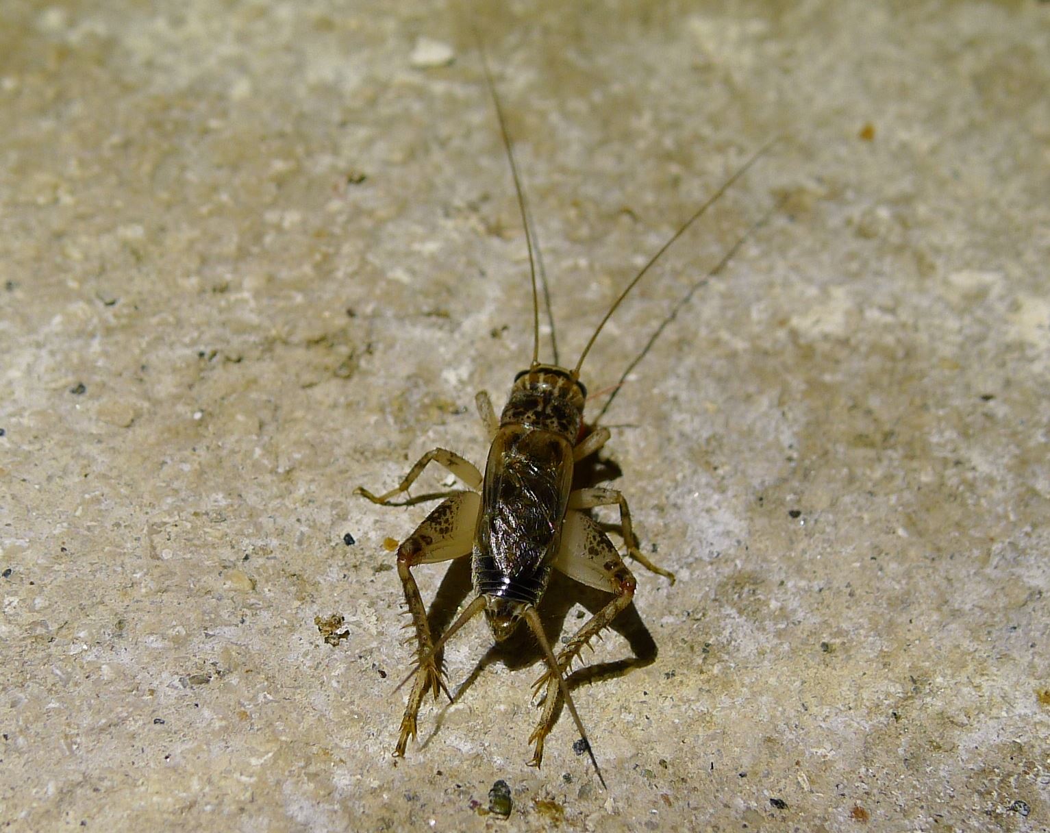 Eumodicogryllus bordigalensis (Gryllidae)