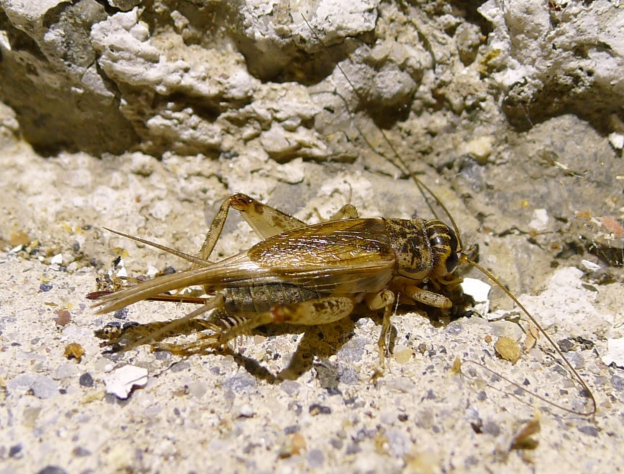 Eumodicogryllus bordigalensis (Gryllidae)