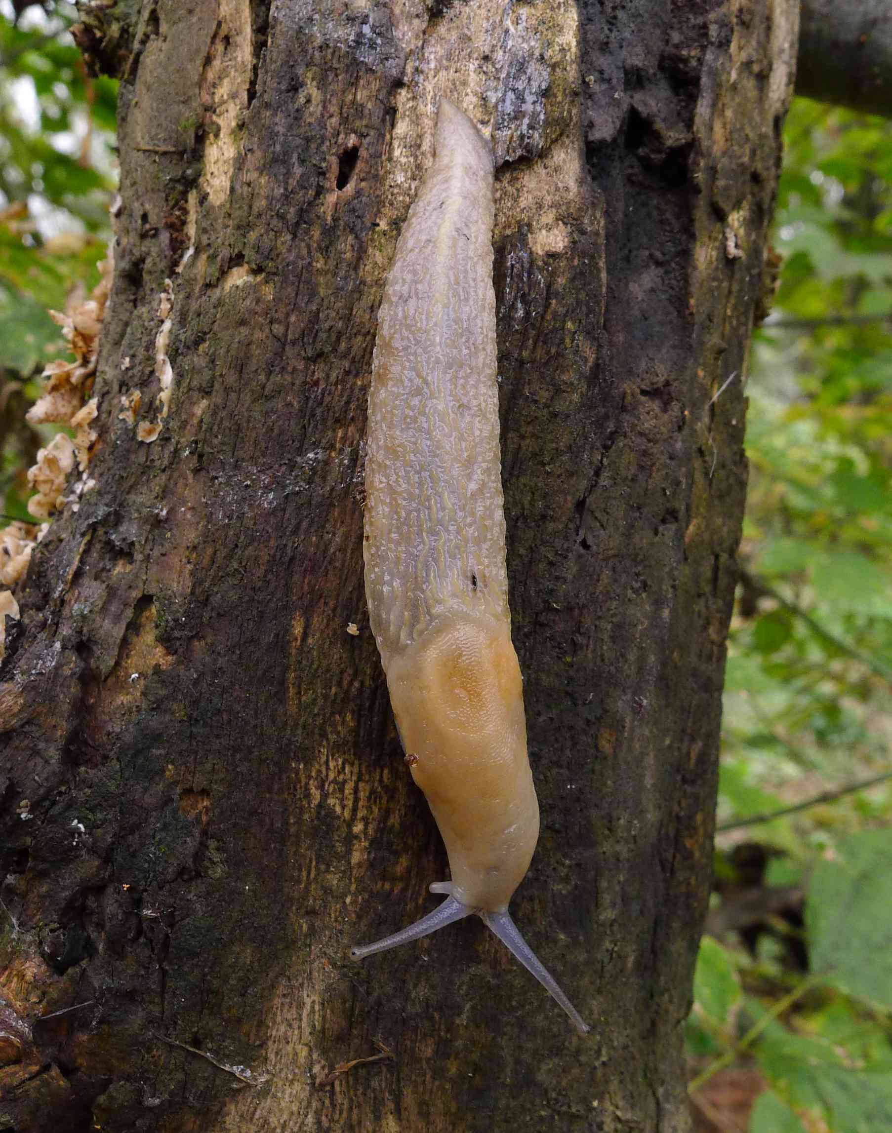 Limacidae da Viadana (MN)