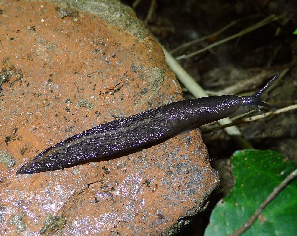 Limax golena fiume P Bondeno (FE)