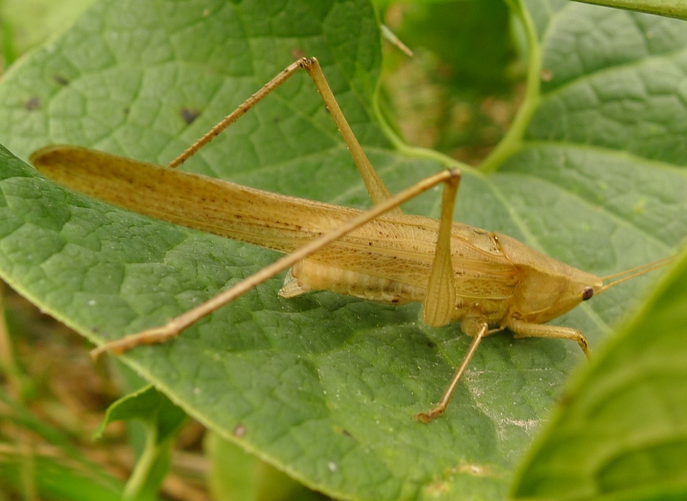 Cavalletta (a volte) verde:  Ruspolia nitidula (Conocephalidae)