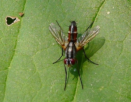 Mosca