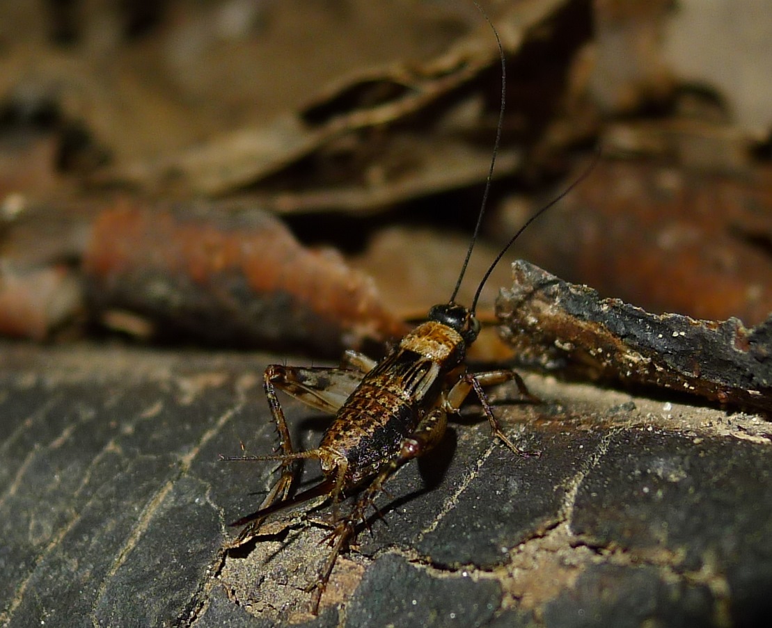 Nemobius sylvestris?  S !