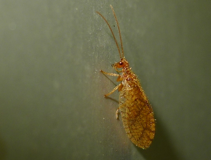 Micromus angulatus (Hemerobiidae)