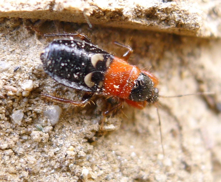 Nabidae: Prostemma sanguineum (Rossi 1790) della Lombardia (CR)