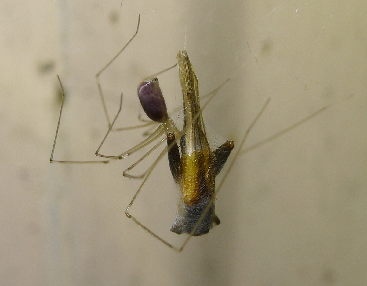 Pholcus phalangioides... viola.