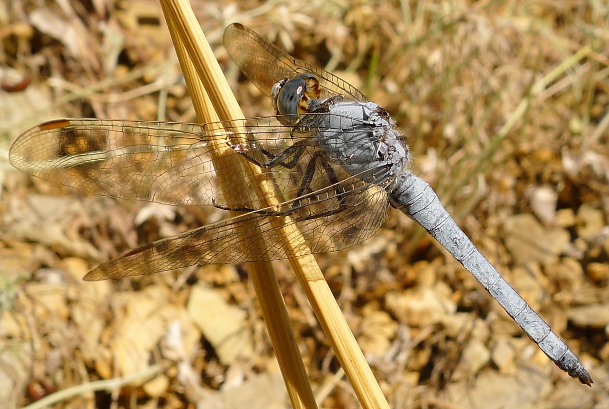 Orthetrum brunneum