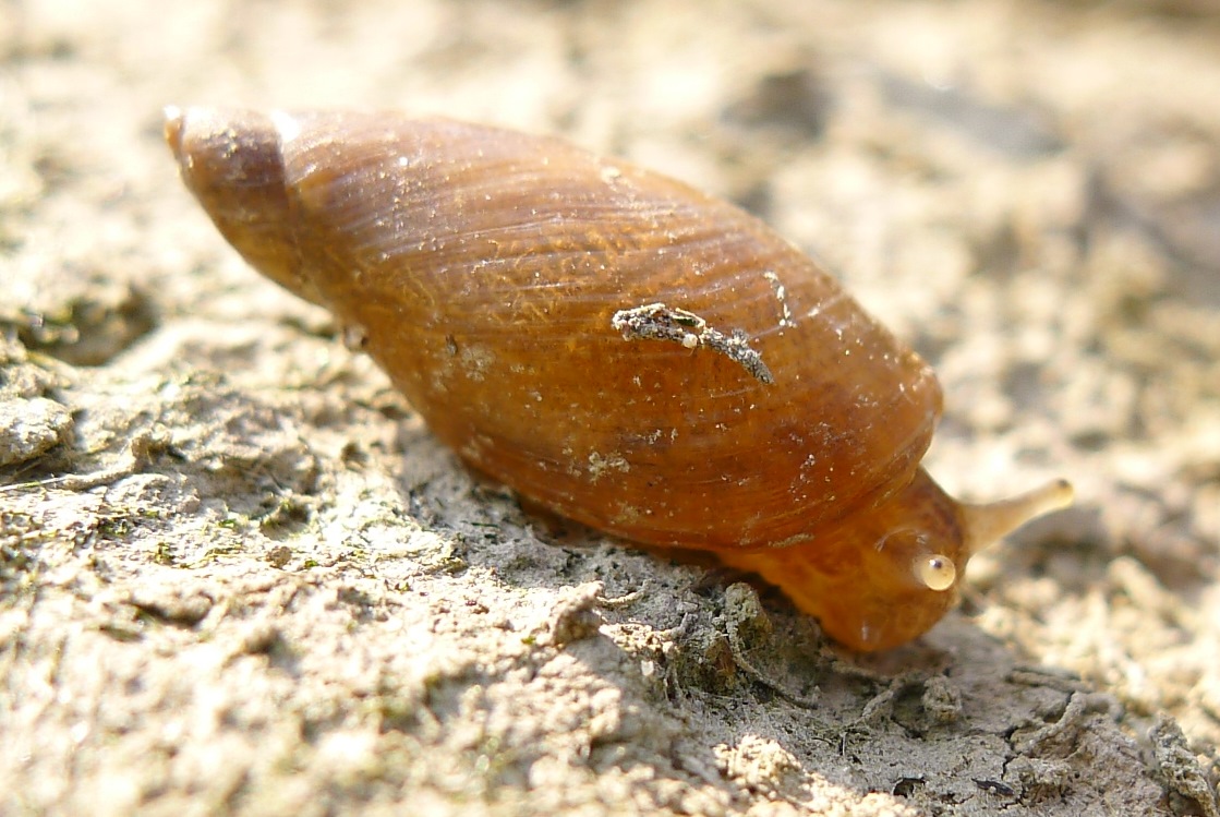 Succineidae:  cfr. Succinea putris