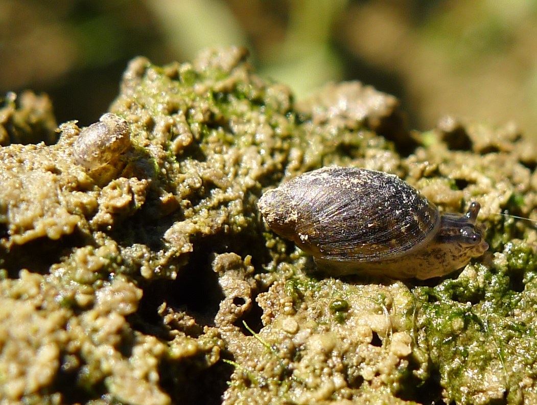 Succineidae:  cfr. Succinea putris