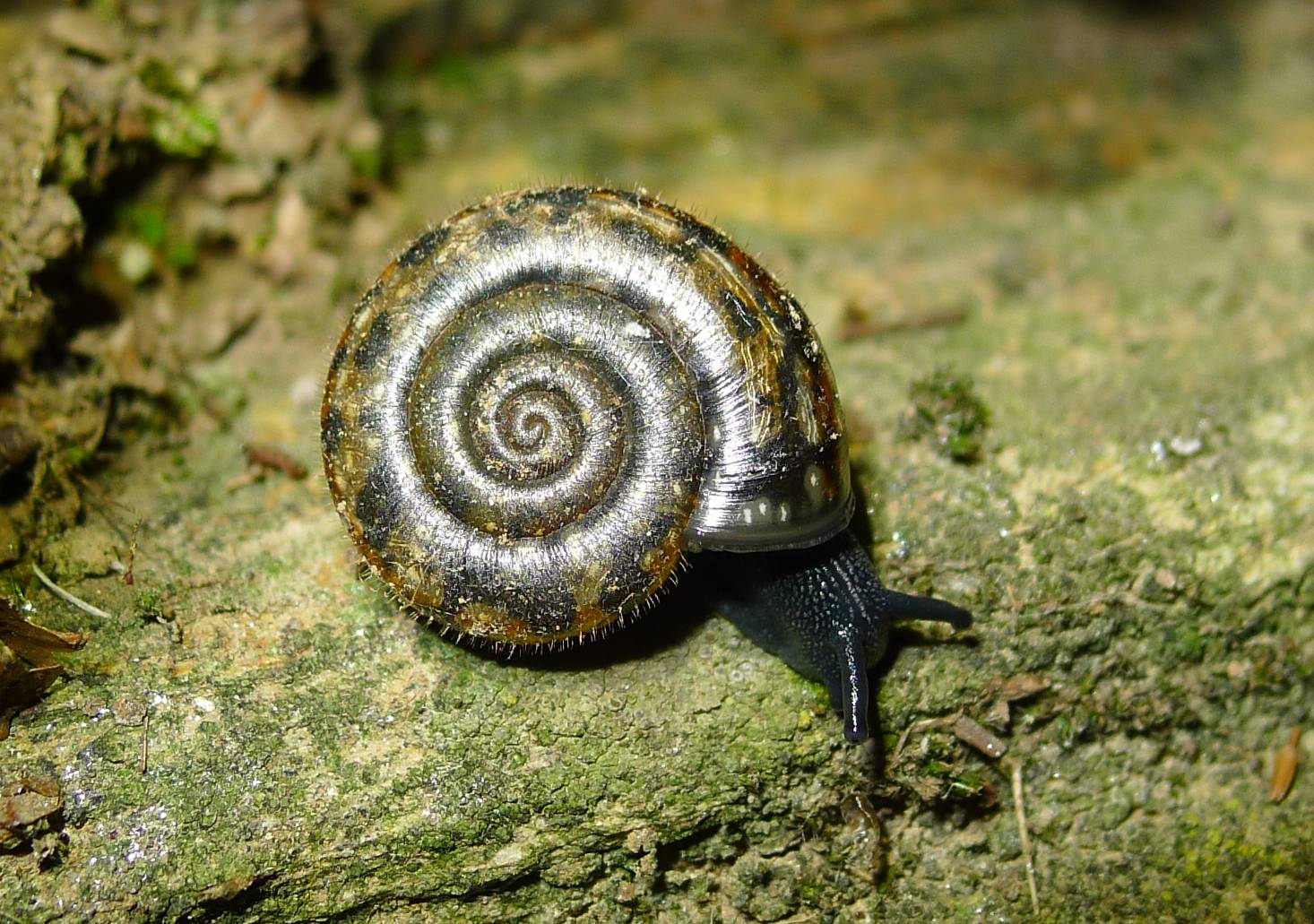 Chilostoma planospira?