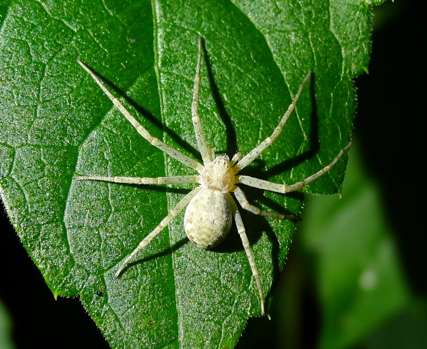 Philodromidae:  Philodromus sp.  - Cremona