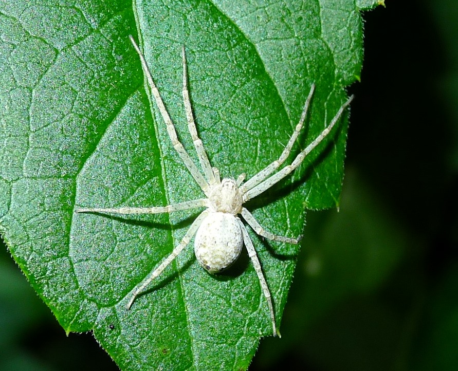 Philodromidae:  Philodromus sp.  - Cremona