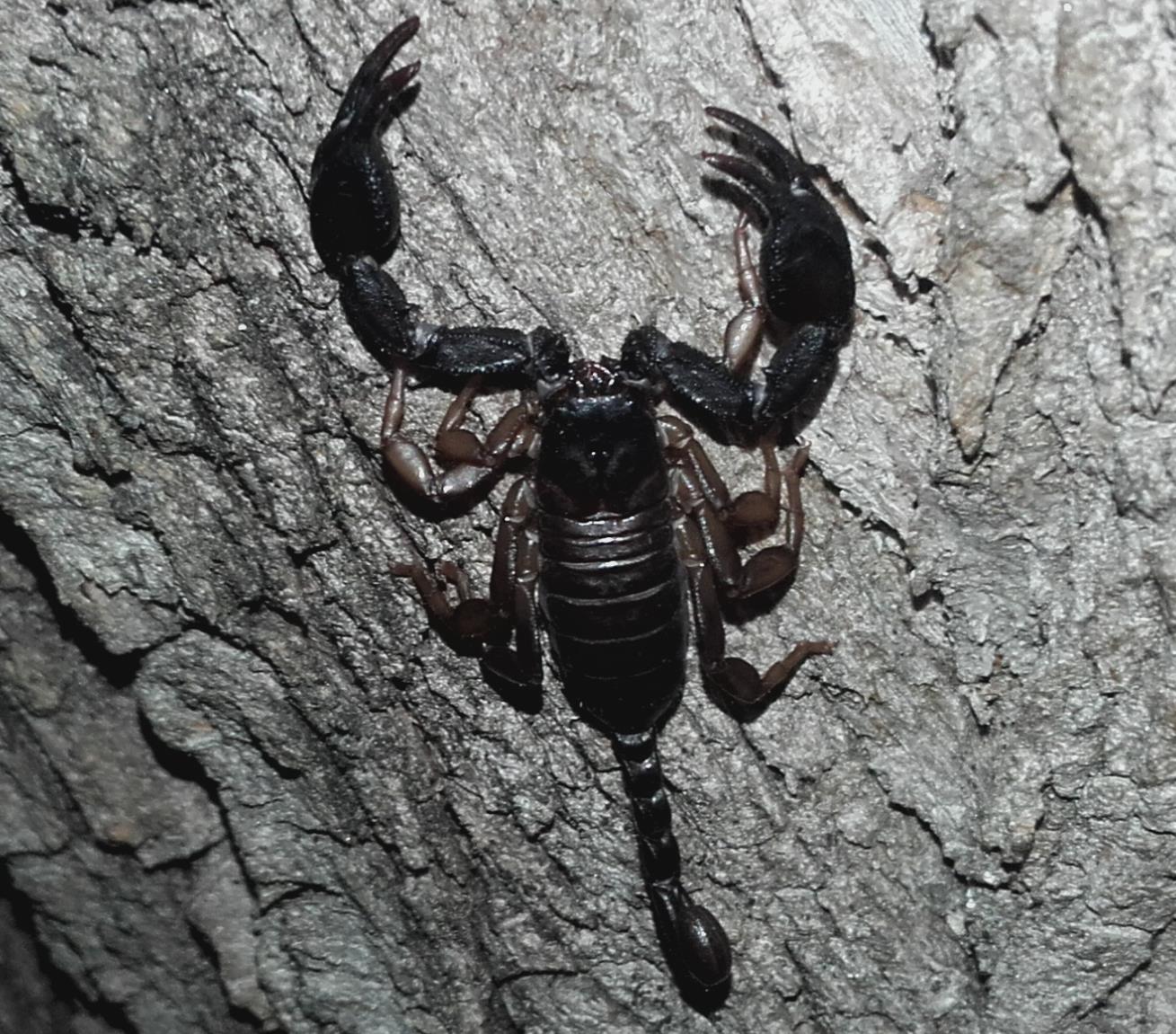 Euscorpius sp. da Cremona