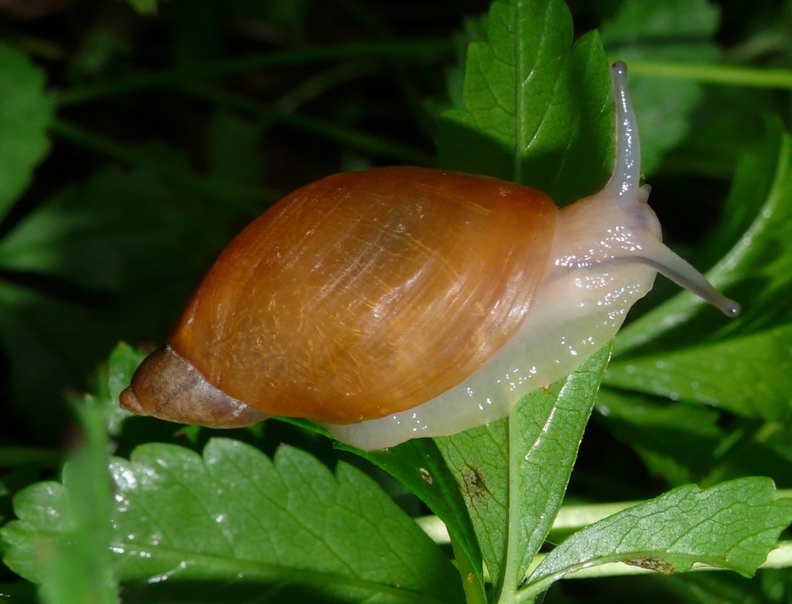 Succineidae:  cfr. Succinea putris