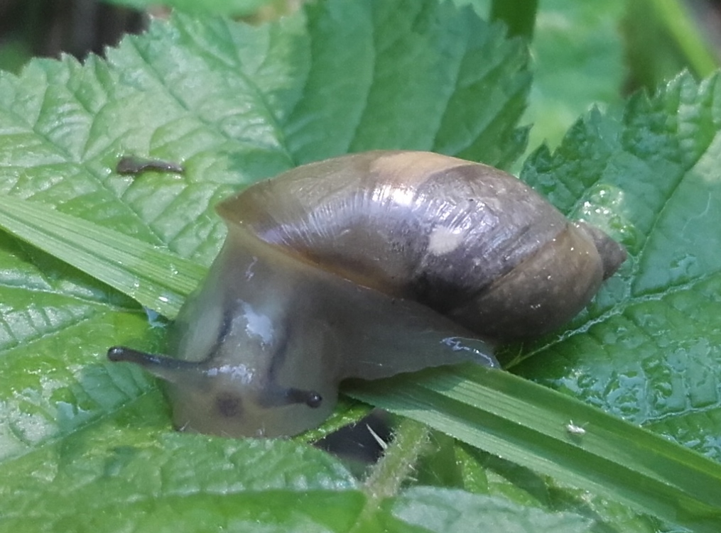 Succineidae:  cfr. Succinea putris