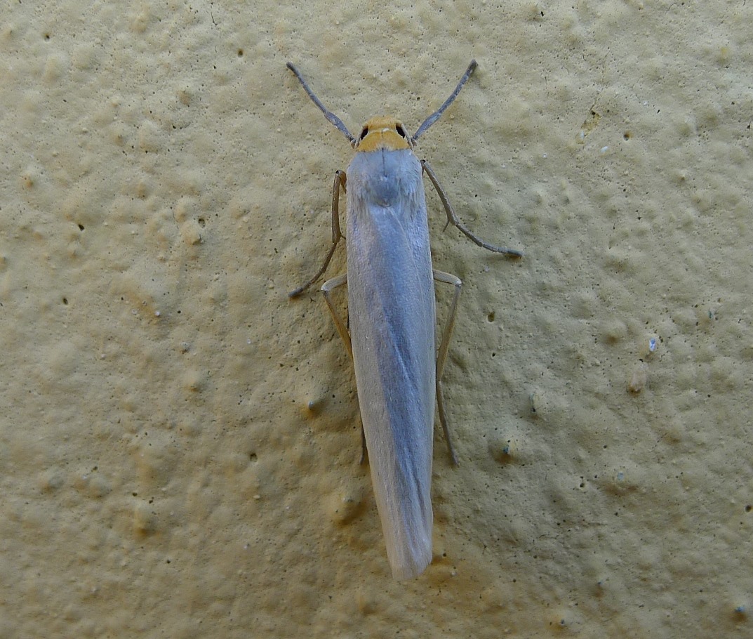 Piccola farfallina - Eilema caniola - Erebidae