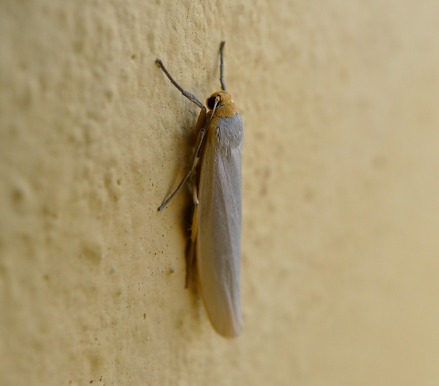 Piccola farfallina - Eilema caniola - Erebidae