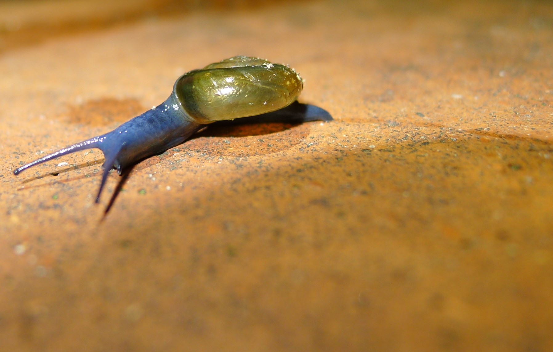 Chilostoma saltellante