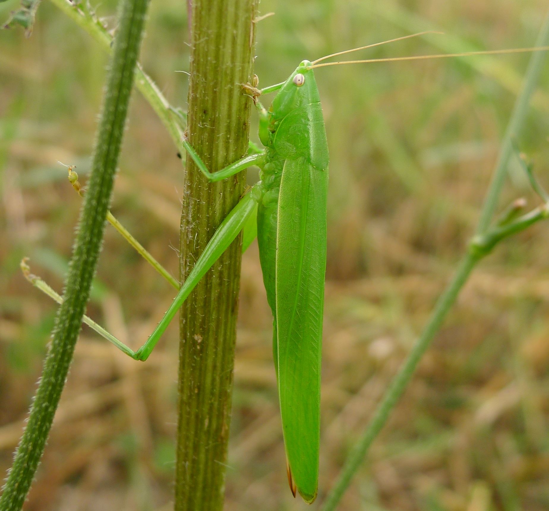 Conocephalidae: Ruspolia nitidula