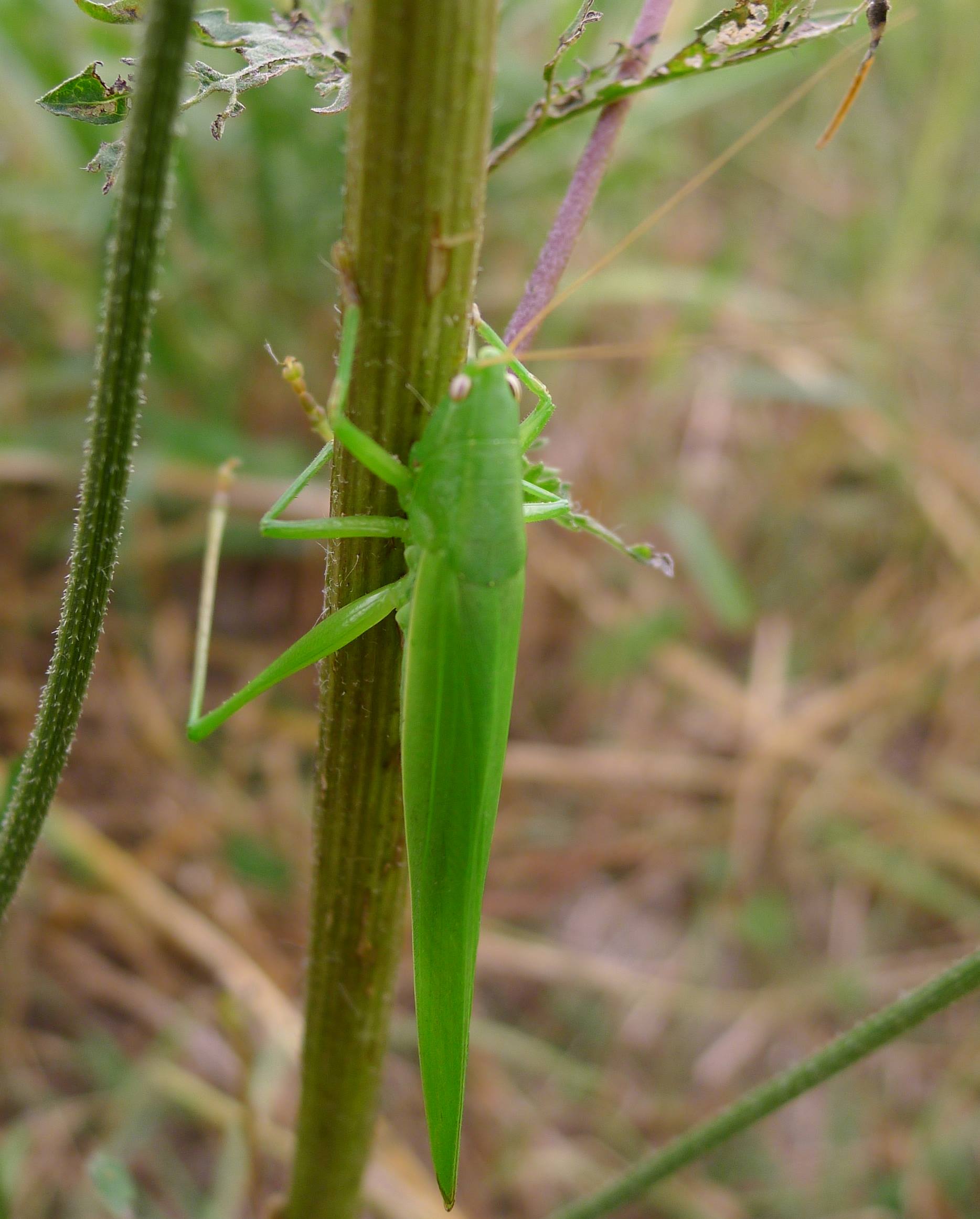 Conocephalidae: Ruspolia nitidula