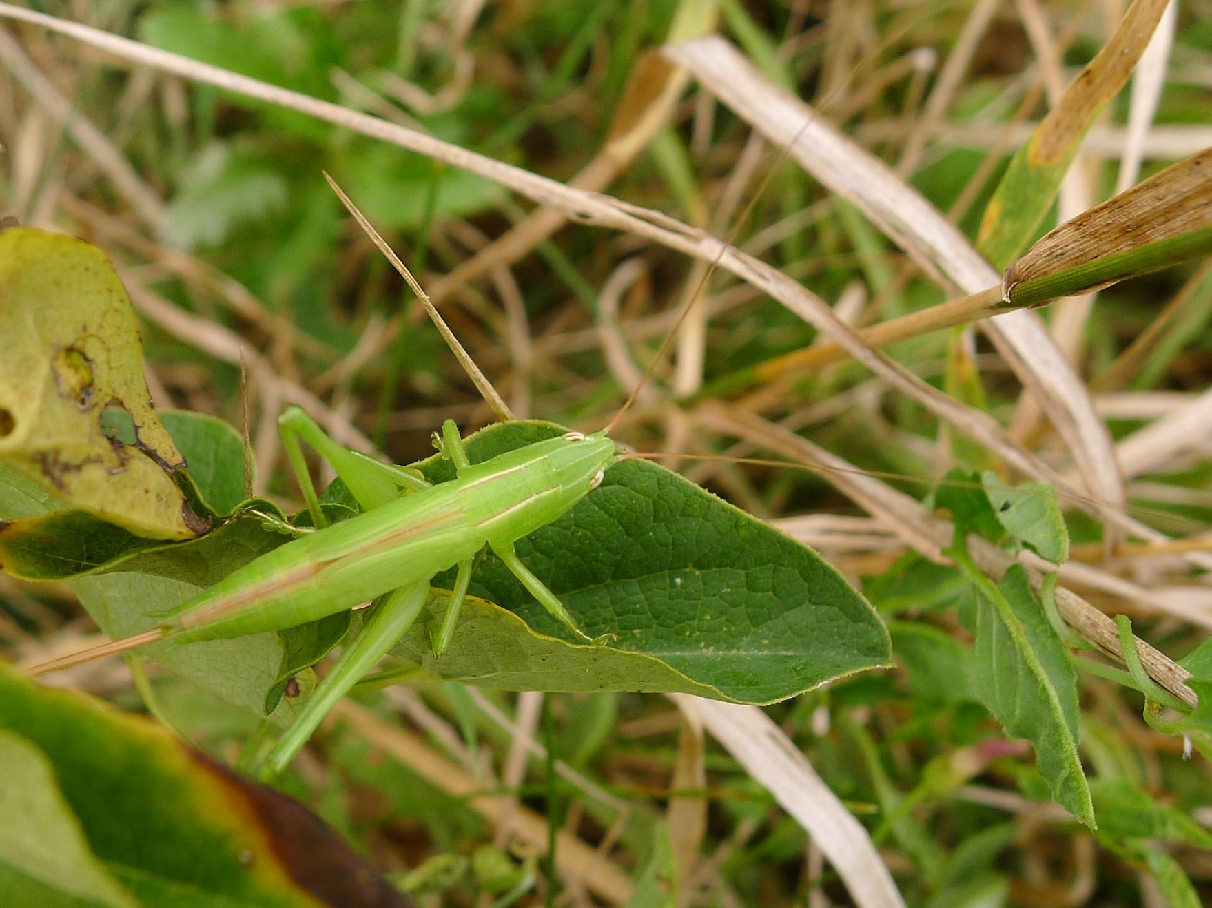 Conocephalidae:  Ruspolia nitidula, ninfe sub-adulte