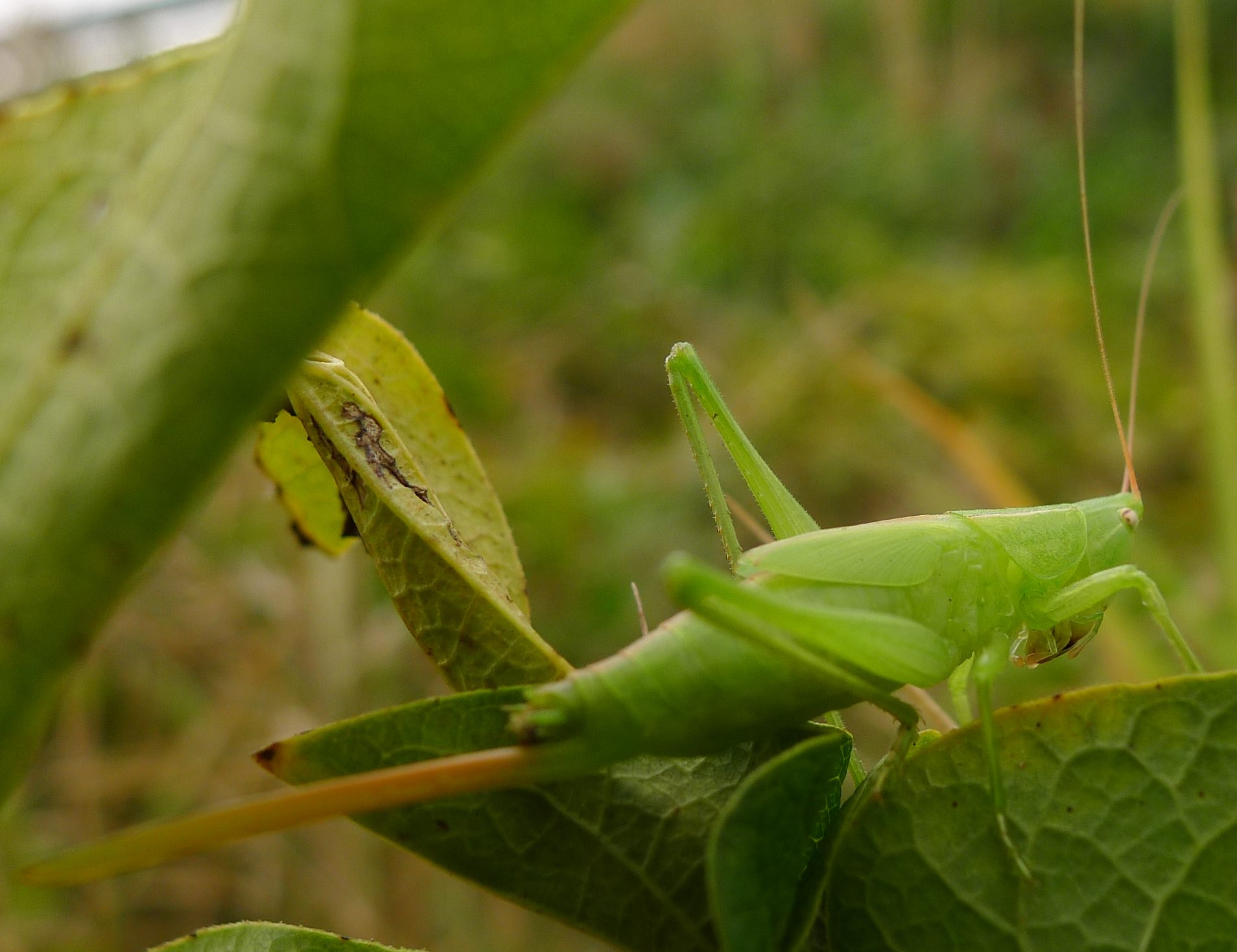 Conocephalidae:  Ruspolia nitidula, ninfe sub-adulte