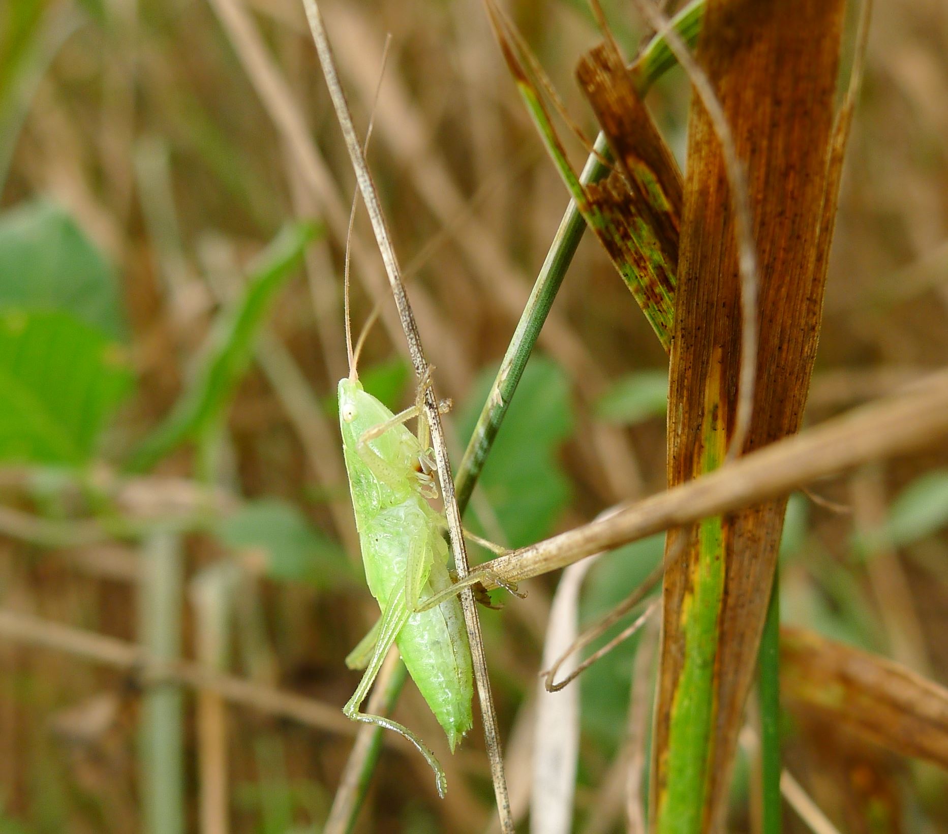 Conocephalidae:  Ruspolia nitidula, ninfe sub-adulte