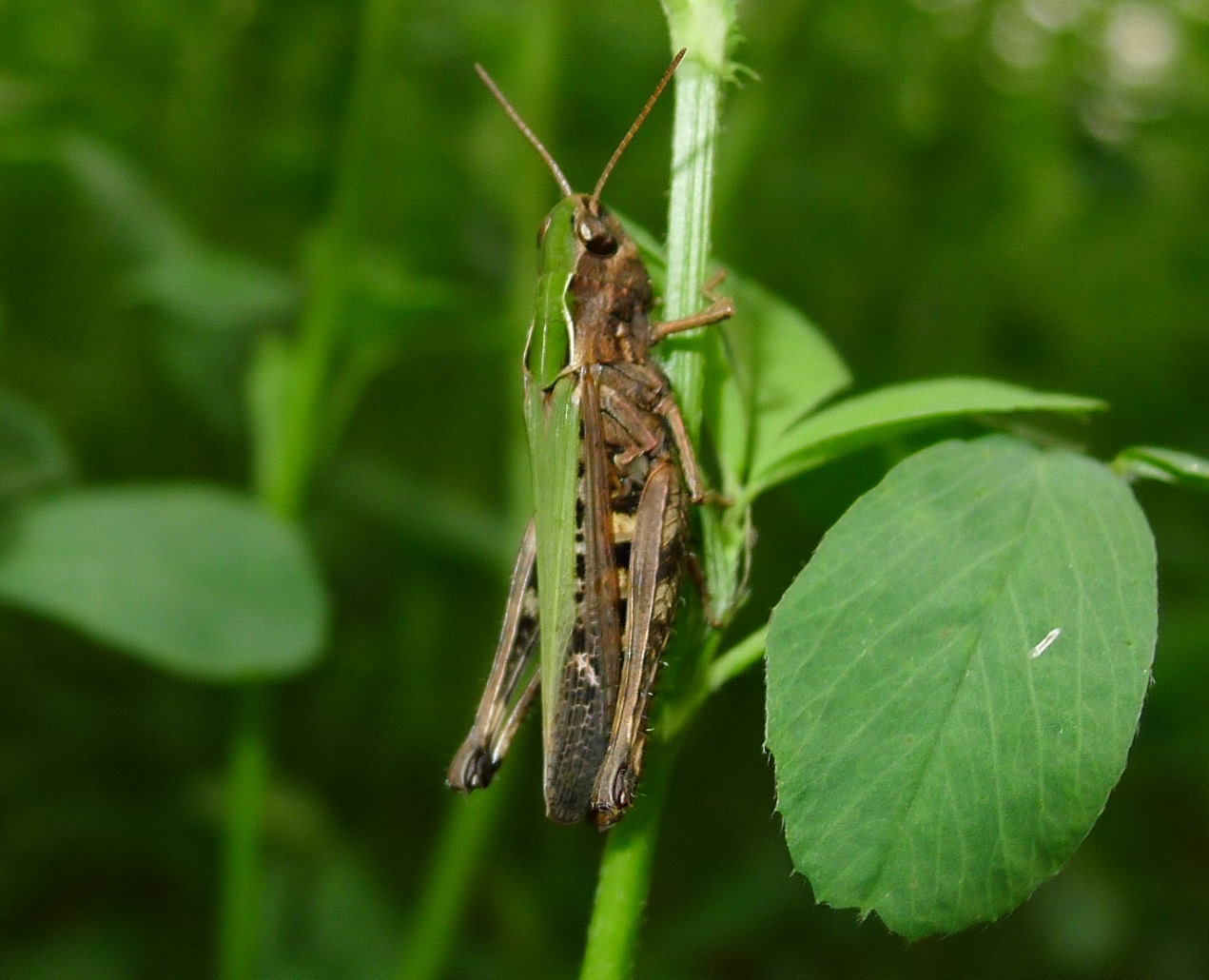 Acrididae:  Omocestus (Omocestus) rufipes (=ventralis), femmina