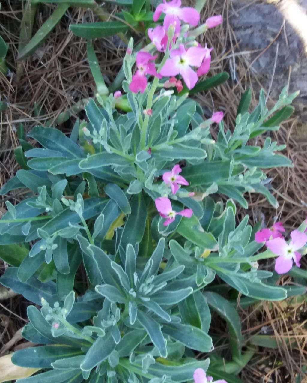 Costa nord Sardegna - Matthiola incana (Brassicaceae)