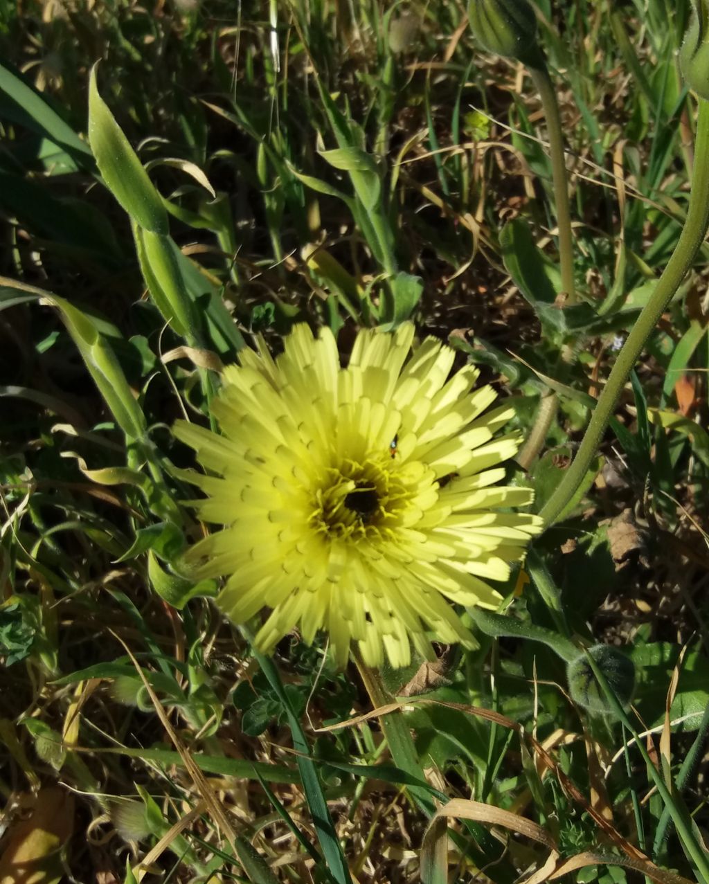 Urospermum dalechampii (Asteraceae)