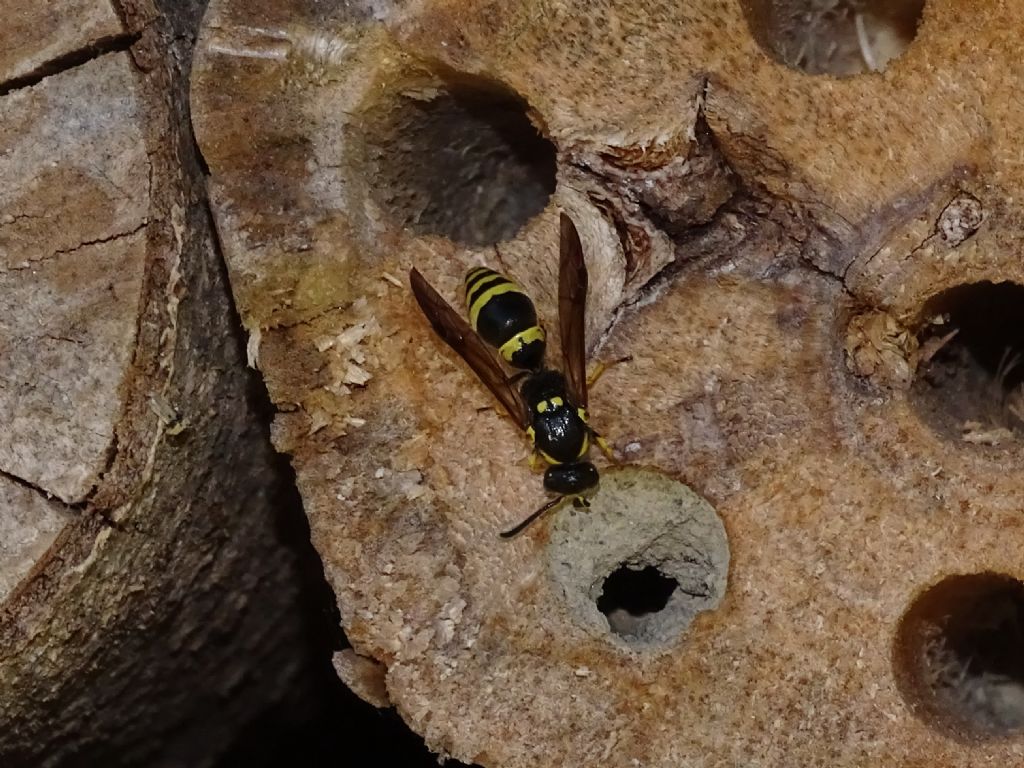 Vespidae Eumeninae: cf. Symmorphus crassicornis