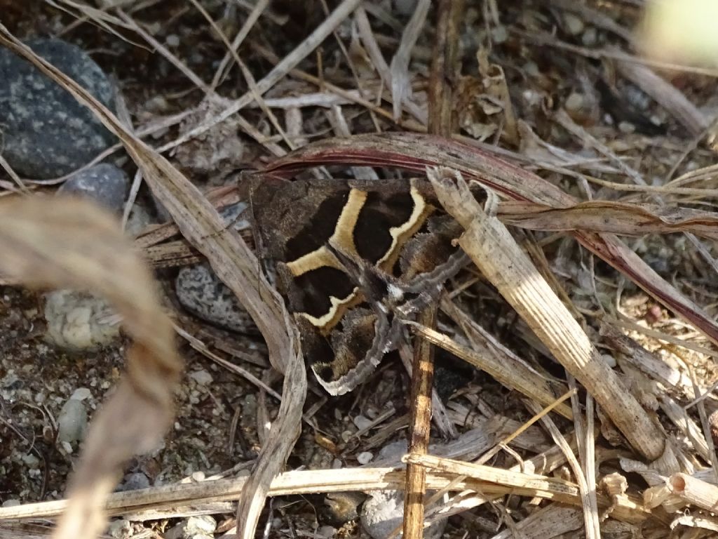 Grammodes stolida - Erebidae