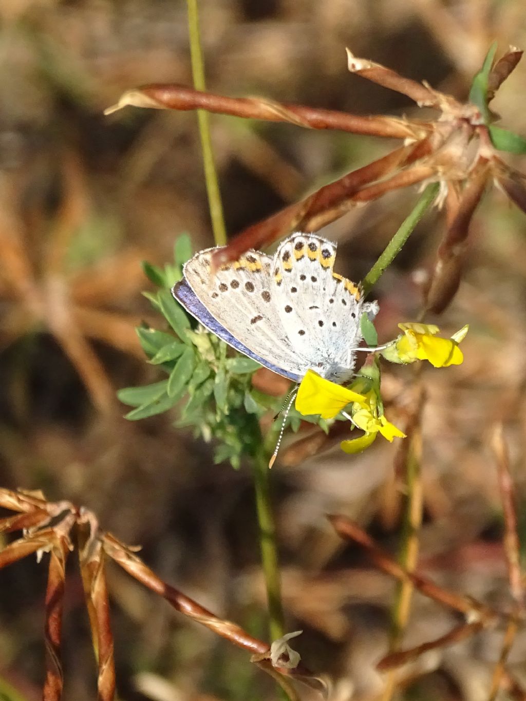 Aiuto ID: Plebejus?