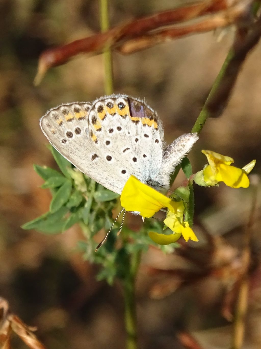 Aiuto ID: Plebejus?