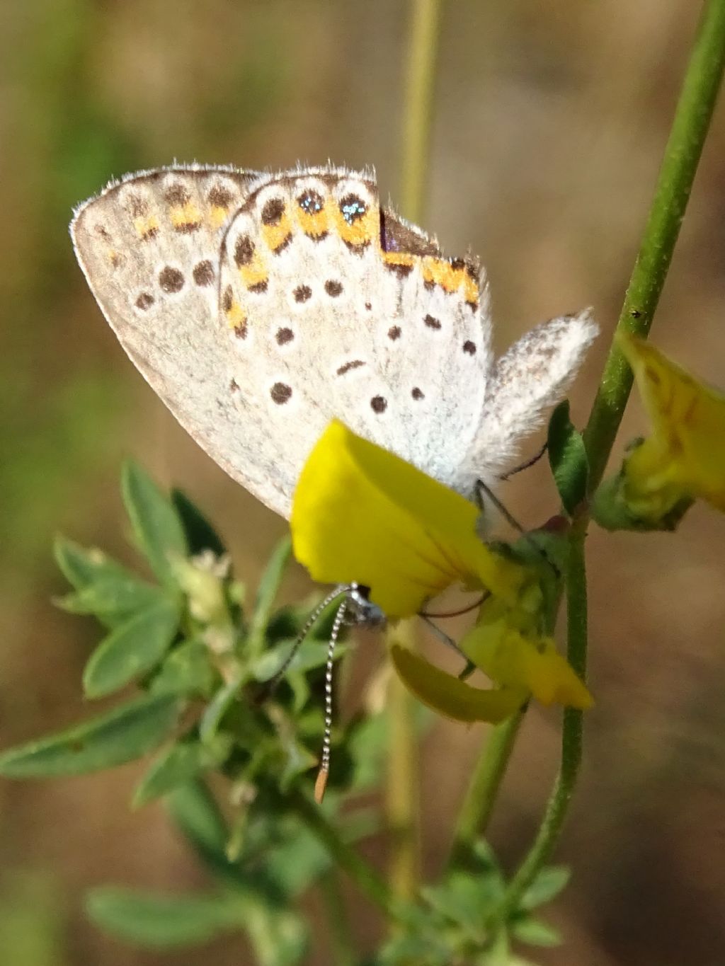 Aiuto ID: Plebejus?